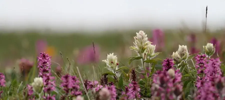 Flowers on a farm