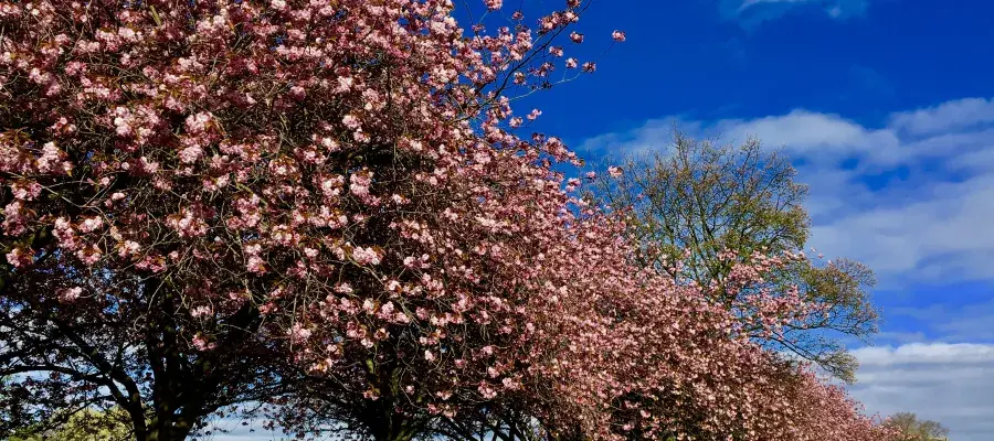 Trees in blossom