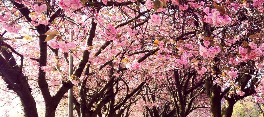 a picture of the meadows with cherry blossoms