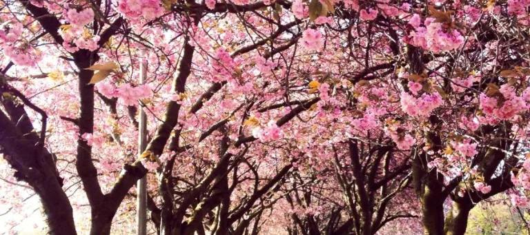 a picture of the meadows with cherry blossoms